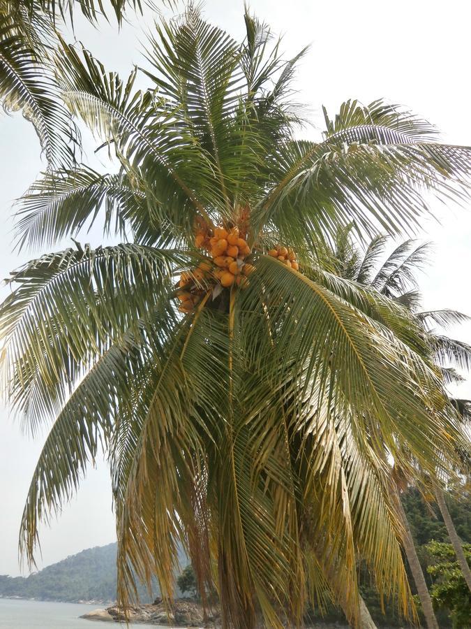 Rainbow Tioman Cottage Kampong Juara Екстериор снимка